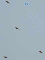 Ploceus benghalensis