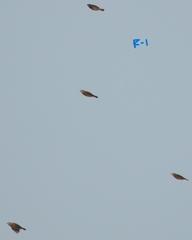 Ploceus benghalensis