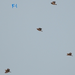 Ploceus benghalensis