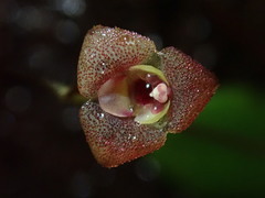 Stelis hirtzii