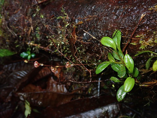 Stelis hirtzii, photograph 3