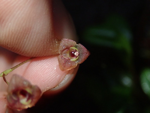 Stelis hirtzii, photograph 1