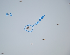 Ploceus benghalensis