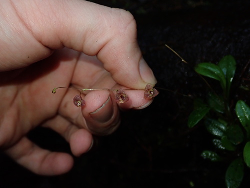 Stelis hirtzii, photograph 2