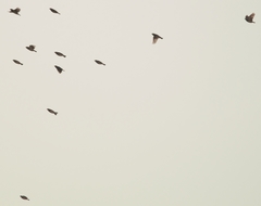 Ploceus benghalensis