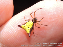 Micrathena furva