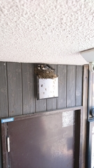 Hirundo rustica