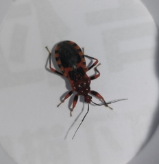 Haematoloecha nigrorufa