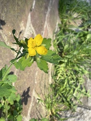 Chelidonium majus