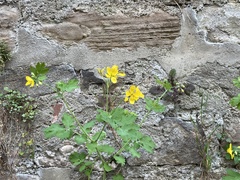 Chelidonium majus