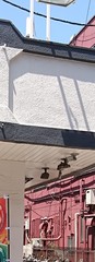 Hirundo rustica
