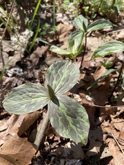 Trillium viridescens