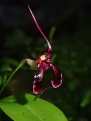 Masdevallia ximenae