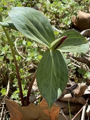 Trillium viridescens