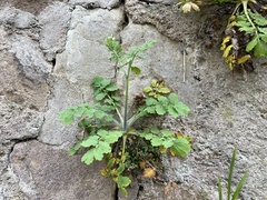 Chelidonium majus