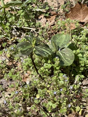 Trillium viridescens