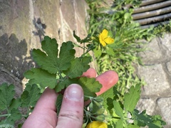 Chelidonium majus
