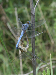 Orthetrum brunneum