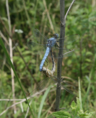 Orthetrum brunneum