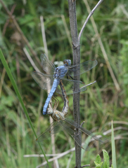 Orthetrum brunneum