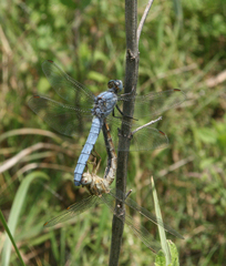 Orthetrum brunneum