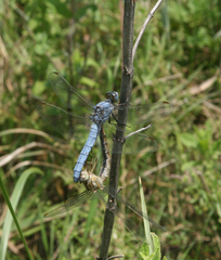 Orthetrum brunneum