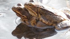 Rana temporaria