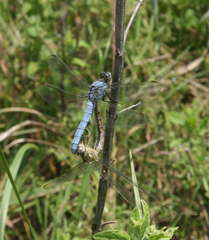 Orthetrum brunneum