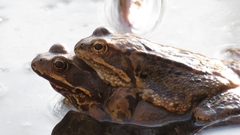 Rana temporaria