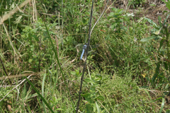 Orthetrum brunneum