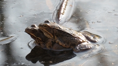 Rana temporaria