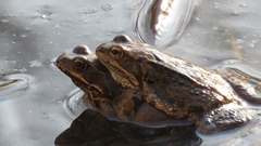 Rana temporaria