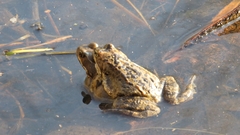 Rana temporaria