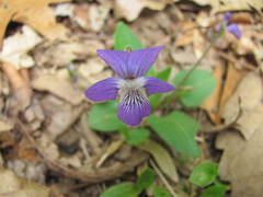 Viola cucullata