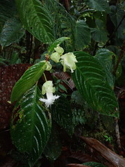 Drymonia brochidodroma