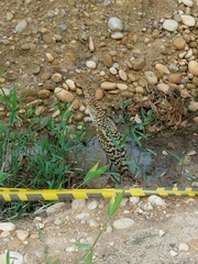 Tigrisoma