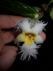 Drymonia brochidodroma