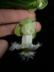 Drymonia brochidodroma