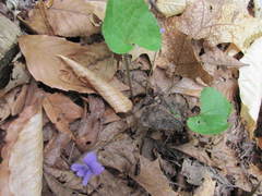 Viola cucullata