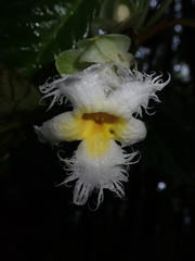 Drymonia brochidodroma