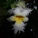 Drymonia brochidodroma - Photo (c) Nolan Exe, some rights reserved (CC BY), uploaded by Nolan Exe
