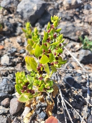 Patellifolia procumbens image