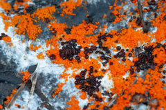 Pseudombrophila guldeniae