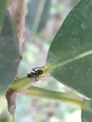 Polyrhachis rastellata