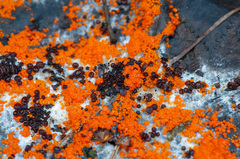 Pseudombrophila guldeniae