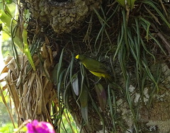 Euphonia laniirostris