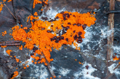 Pseudombrophila guldeniae