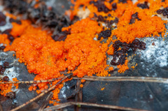 Pseudombrophila guldeniae