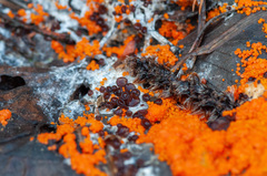 Pseudombrophila guldeniae