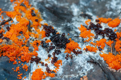 Pseudombrophila guldeniae